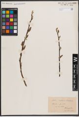 Foto von Salix caprea L. x Salix silesiaca Willd.
